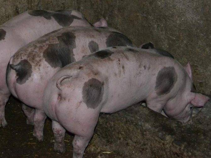 Свиньи породы пьетрен: характеристики и все самое важное