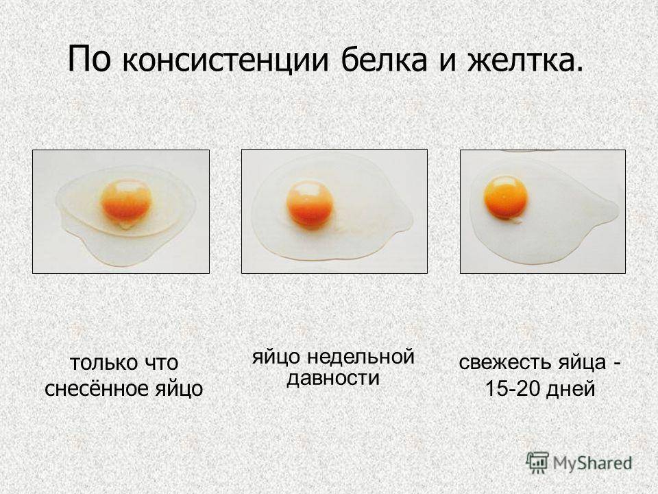 От чего зависит цвет яйца у курицы, синяя или цветная скорлупа