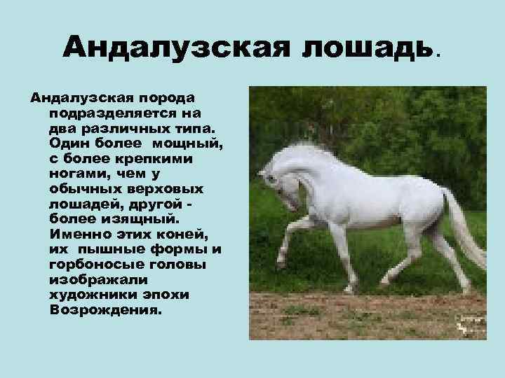 ᐉ андалузская лошадь - происхождение, особенности, покупка, разведение, уход и содержание - zooon.ru
