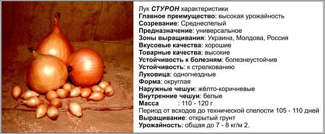 Лук стурон: описание сорта, отзывы, особенности выращивания :: syl.ru