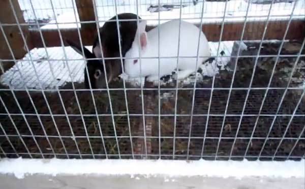 ✅ кролики в теплице из поликарбоната. правильное содержание кроликов зимой на улице