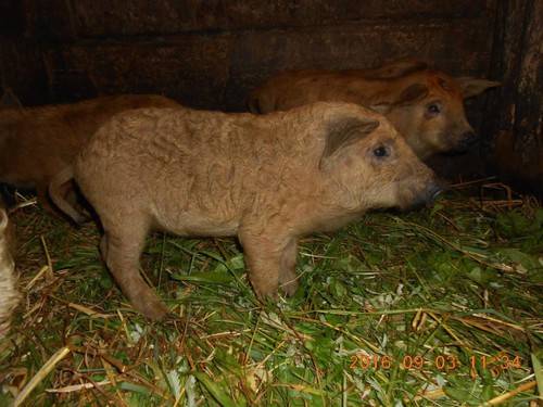 Описание породы свиней венгерская мангалица