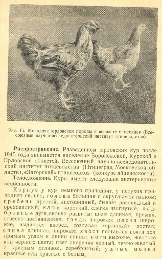 Описание юрловской голосистой породы кур с фото ее представителей