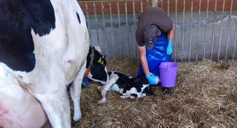 Залёживание беременных коров