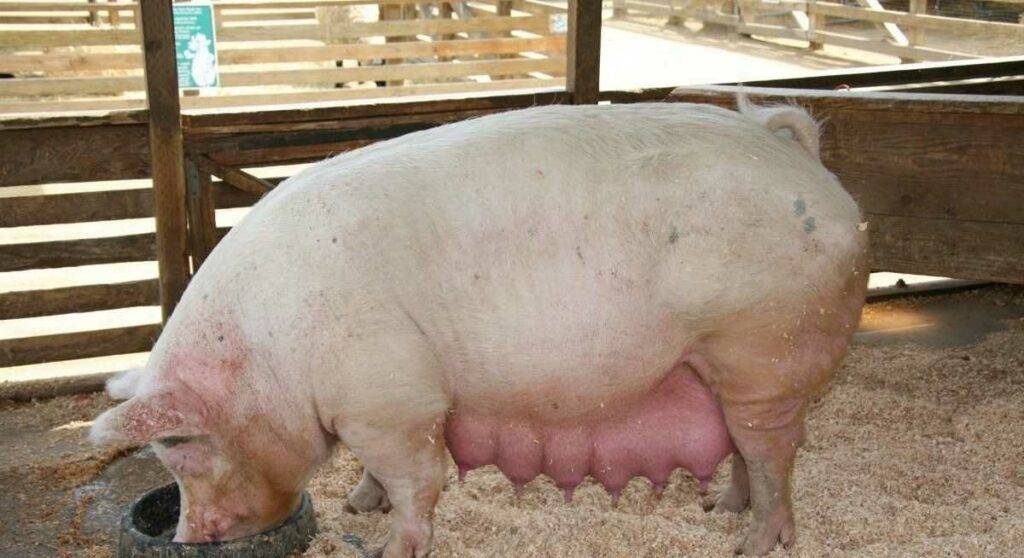 Cколько свинья вынашивает поросят: как узнать супоросность и срок беременности