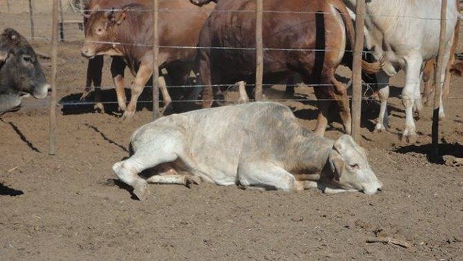 Что такое бруцеллез у коров и чем он опасен для людей?