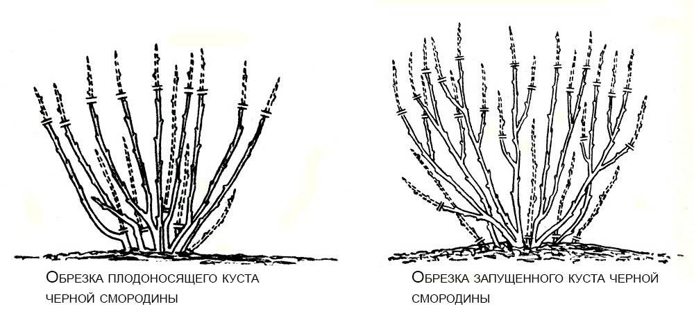 Особенности обрезки кустов смородины разных видов