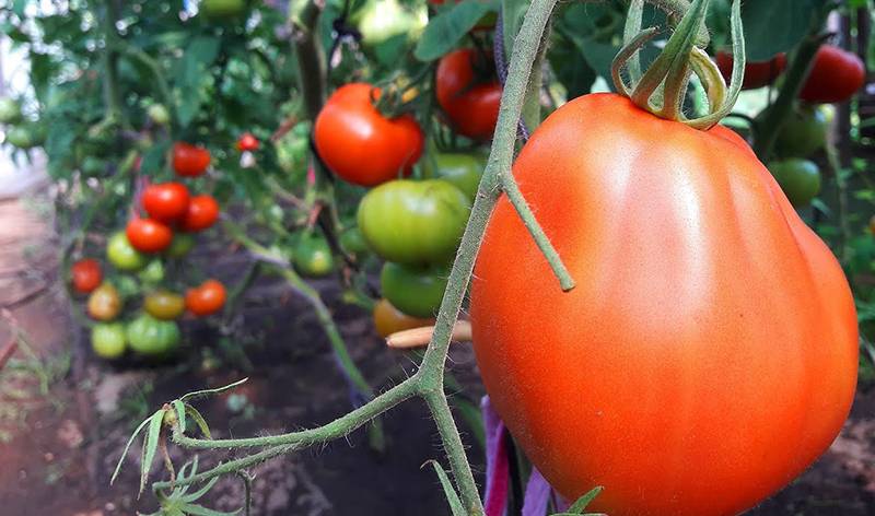Как вырастить помидор необычной формы: сорт «пузата хата» ???? сад и огород