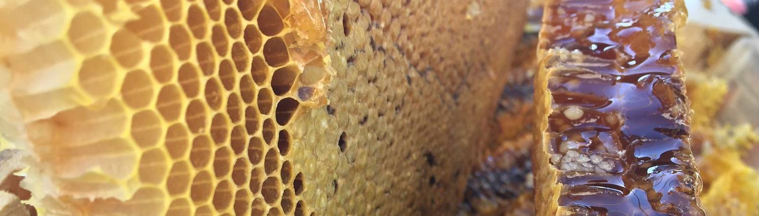 Забрус пчелиный лечебные свойства. забрус пчелиный, что это такое? | здоровье человека