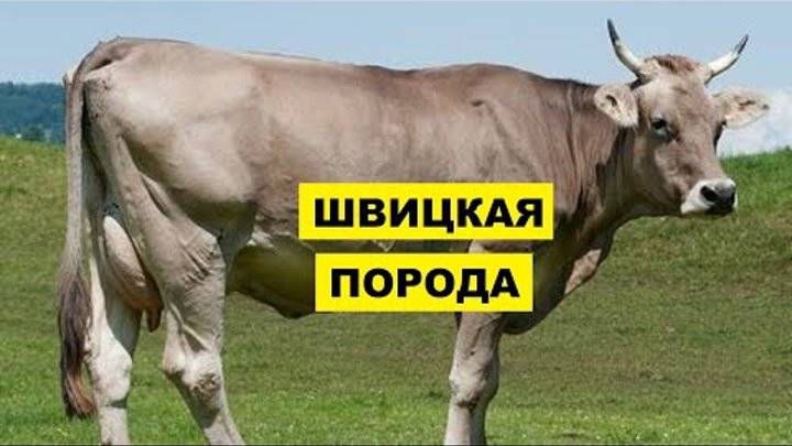 ᐉ швицкая порода коров: характеристика, плюсы и минусы - zooon.ru