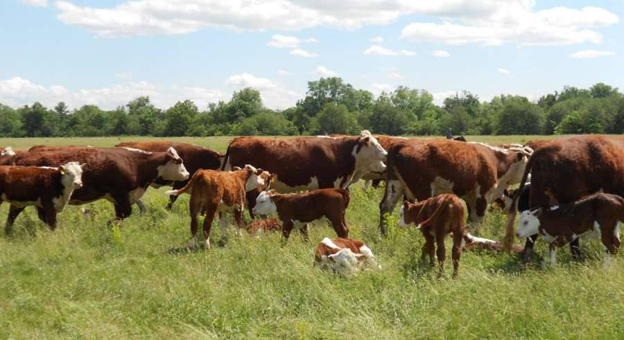 Мясная герефордская порода коров: характеристики бычков и телят - фото и описание крупного рогатого скота