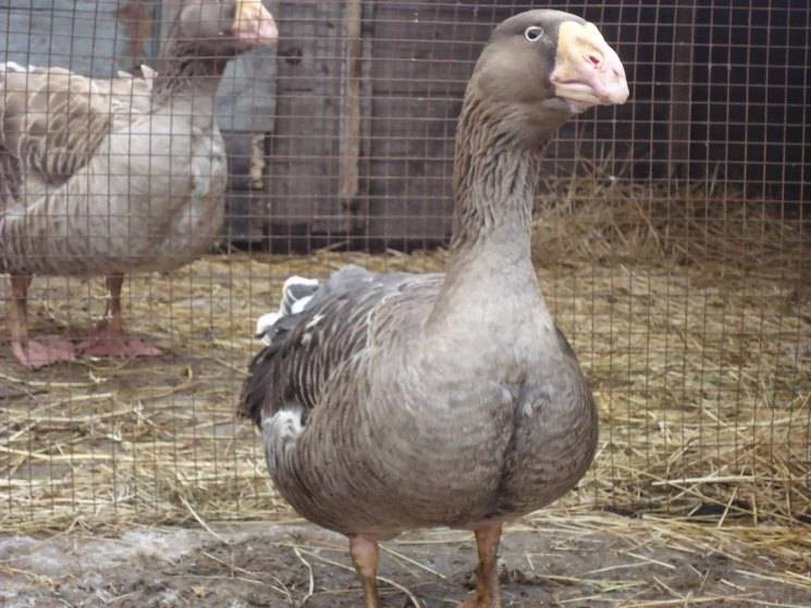 Китайская порода гусей: внешний вид, виды и разведение