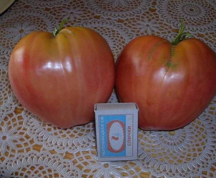Эксклюзивный томат «воловье сердце» — достояние российских селекционеров