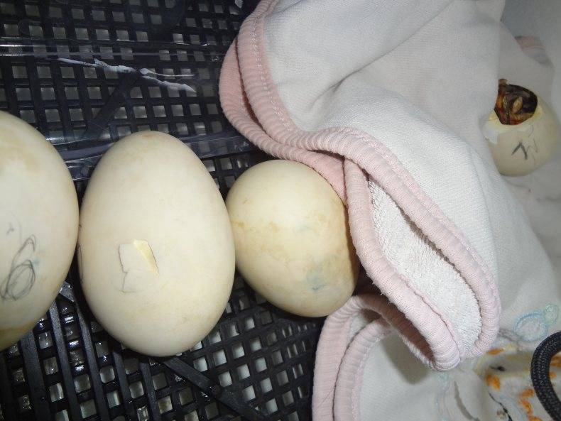 Инкубация яиц мускусной утки: мой опыт