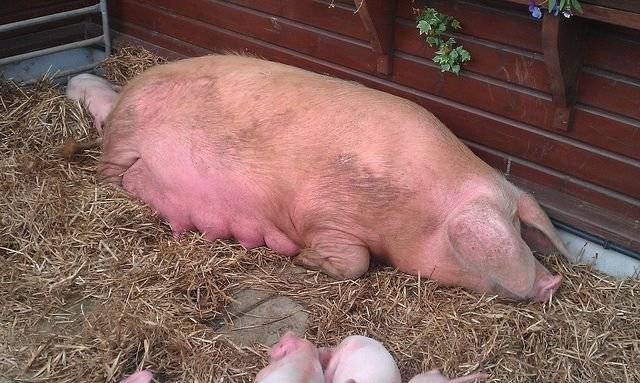 Супоросность свиней и как определить супоросность свиньи