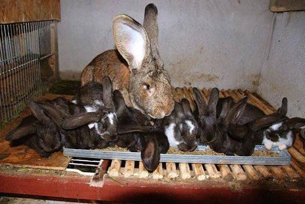 Когда отсаживать крольчат от крольчихи: в каком возрасте и способы