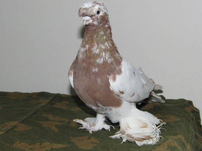 Что представляют собой узбекские голуби