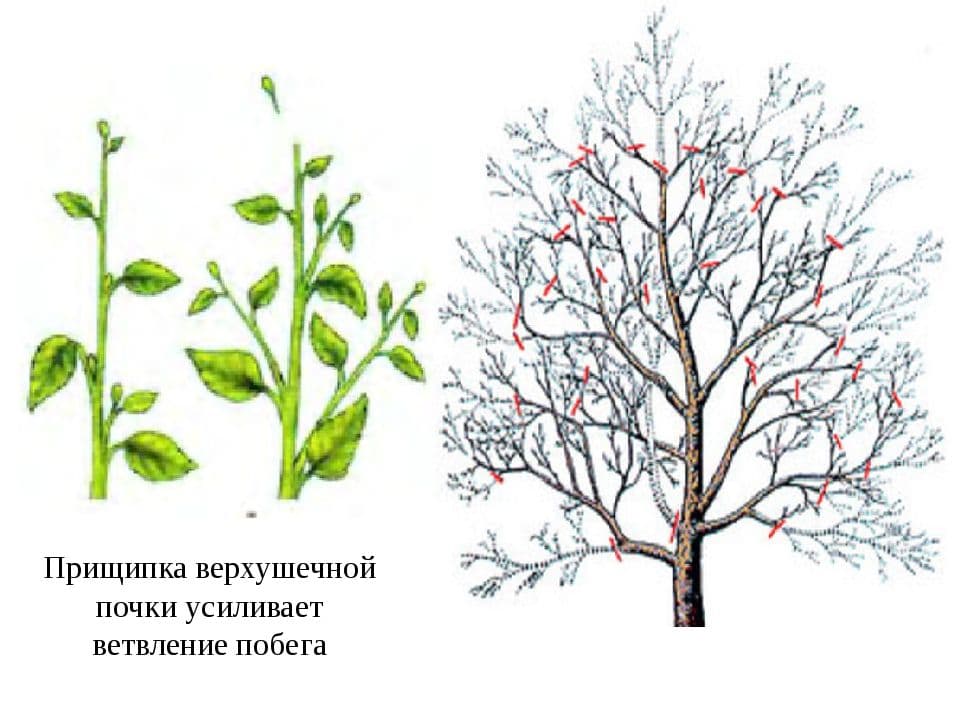 ᐉ летняя обрезка кустов и деревьев: задачи и приемы - roza-zanoza.ru
