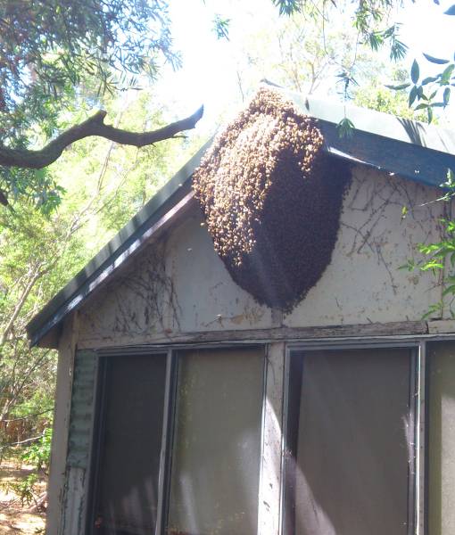 Методы борьбы с соседскими пчелами и их дикими собратьями.