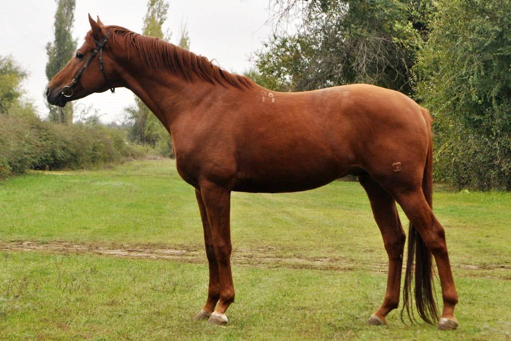 Буденновская порода лошадей: описание породы содержание