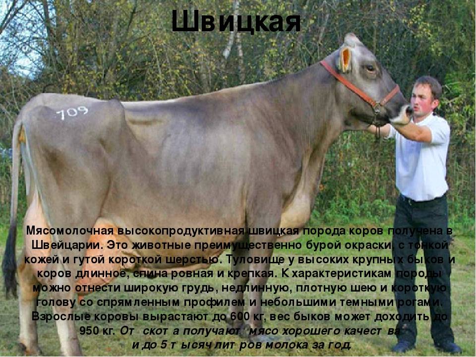 Швицкая порода коров и быков: описание, фото, плюсы и минусы