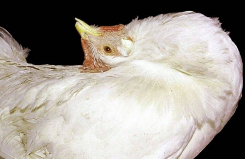 Инфекционный энцефаломиелит птиц