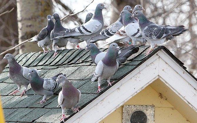 Сколько лет живут голуби в разной среде