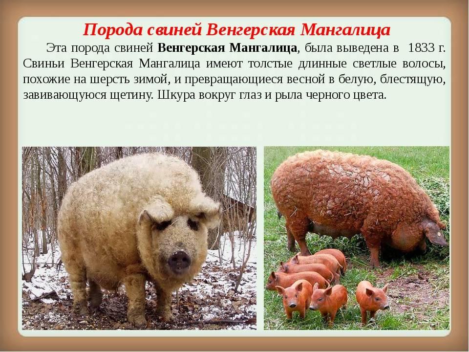 Мангалица венгерская (порода свиней) — описание, фото, отзывы