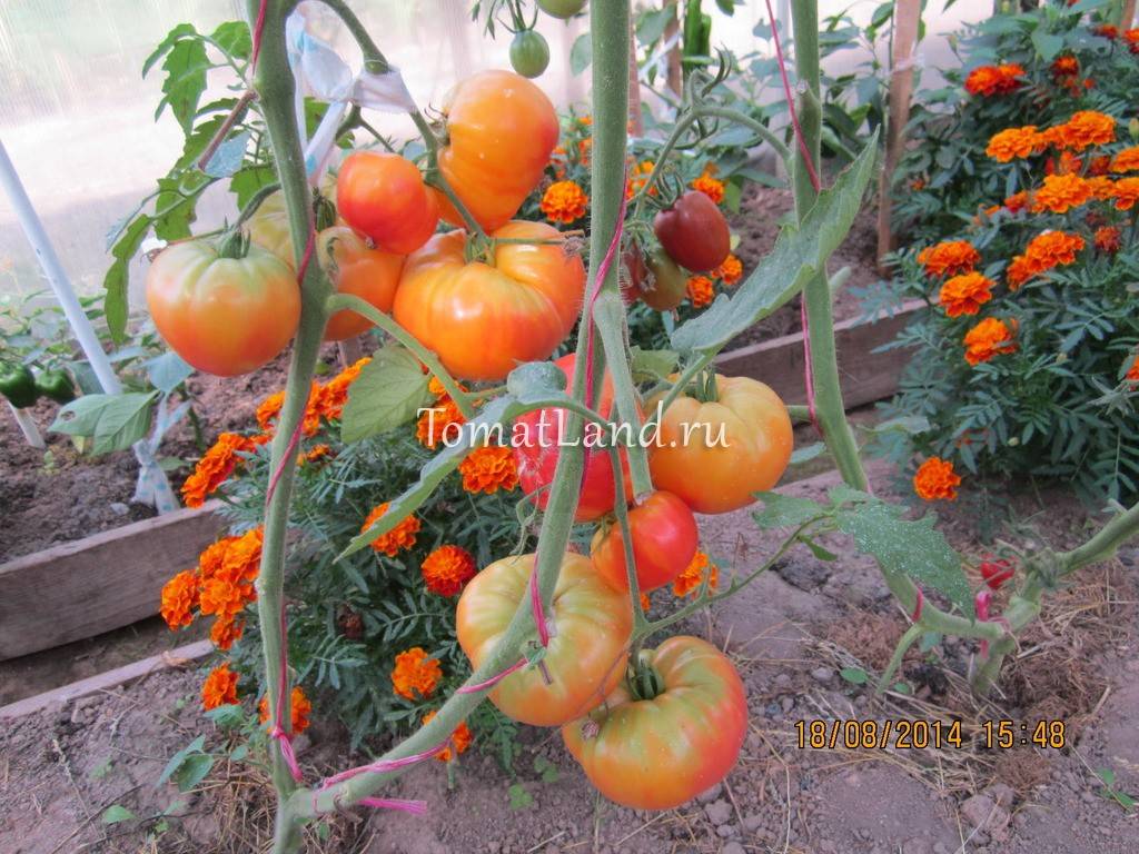 Урожайность и отзывы о томате загадка природы