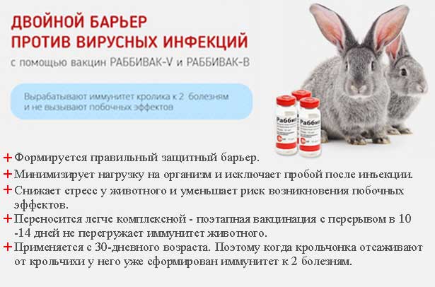 Вакцинация для кроликов: от каких заболеваний, сроки, схема