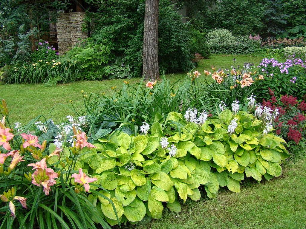 Высокие многолетние растения для тенистого сада
