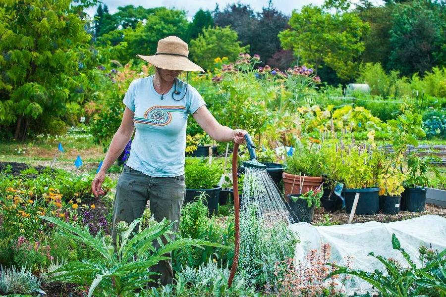 Что делать в саду и на огороде в августе – основные работы