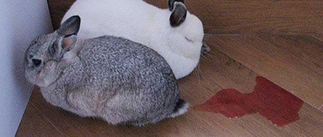 Почему моча домашнего кролика красного цвета? | домашние животные