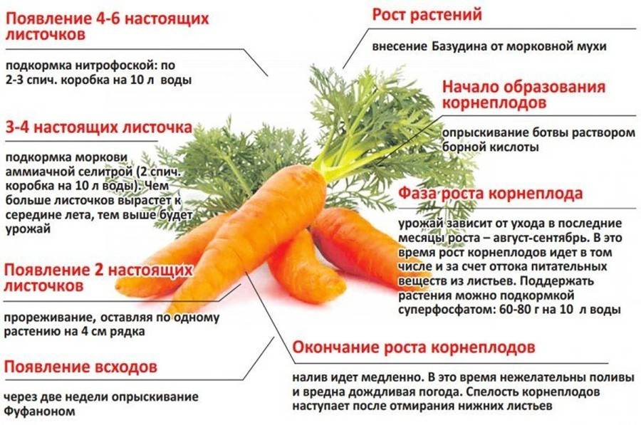 Почему зеленеет верхушка морковки: ошибки огородников