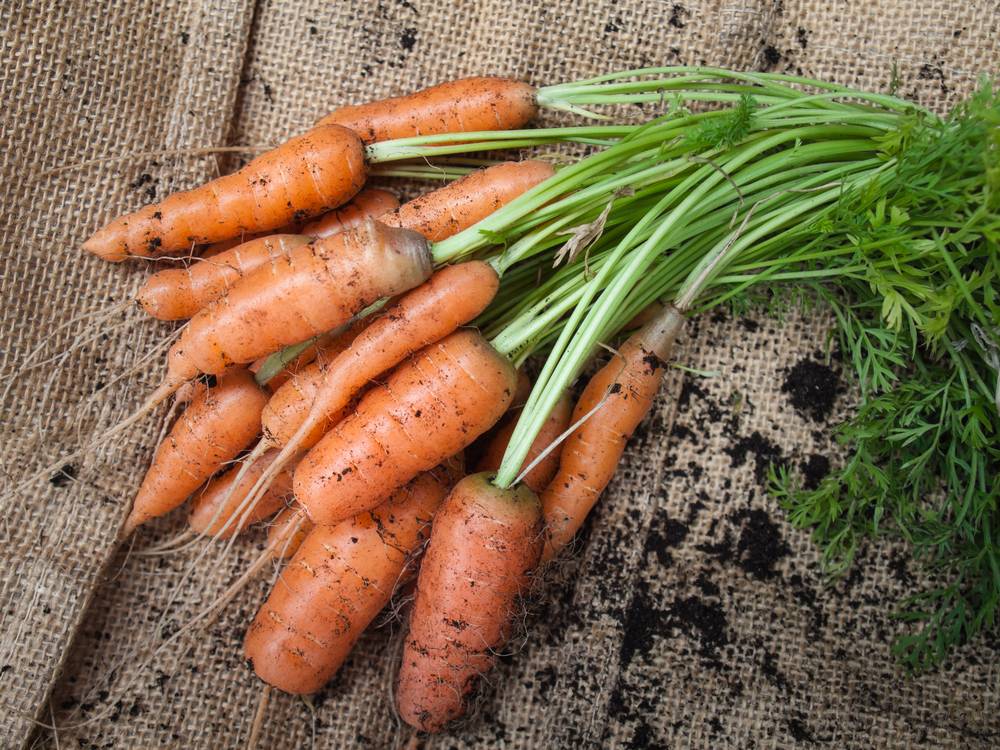 Почему появляется зелёная сердцевина у моркови?