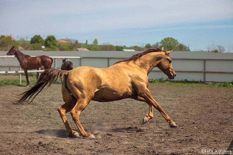 Характеристики донской породы лошадей