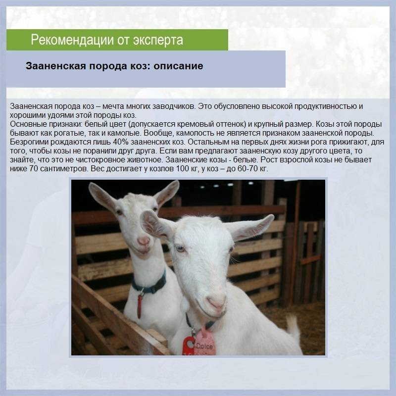 Зааненские козы: разведение и уход за породой