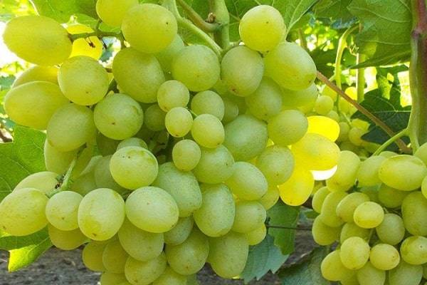 Виноград супер экстра: история, описание, характеристики, плюсы и минусы сорта + характерные особенности выращивания
