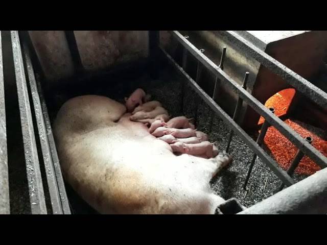 Клетки для свиней своими руками