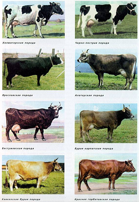 Выбор породы коров для разведения: выбор молочных коров, названия коров с фото и описанием в россии