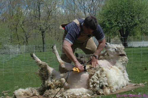 Ножницы для стрижки овец: механические и электрические, использование и уход, как заточить