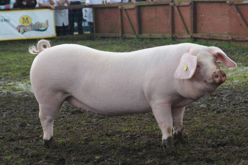 Порода свиней ландрас: характеристики, содержание, фото