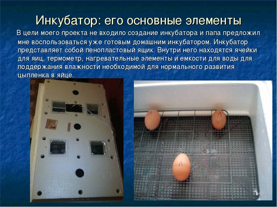 Как правильно собирать и хранить инкубационные яйца: показатели температуры и влажности, сроки хранения