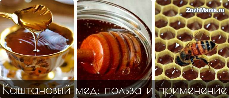Каштановый мед: полезные свойства, противопоказания, рецепты