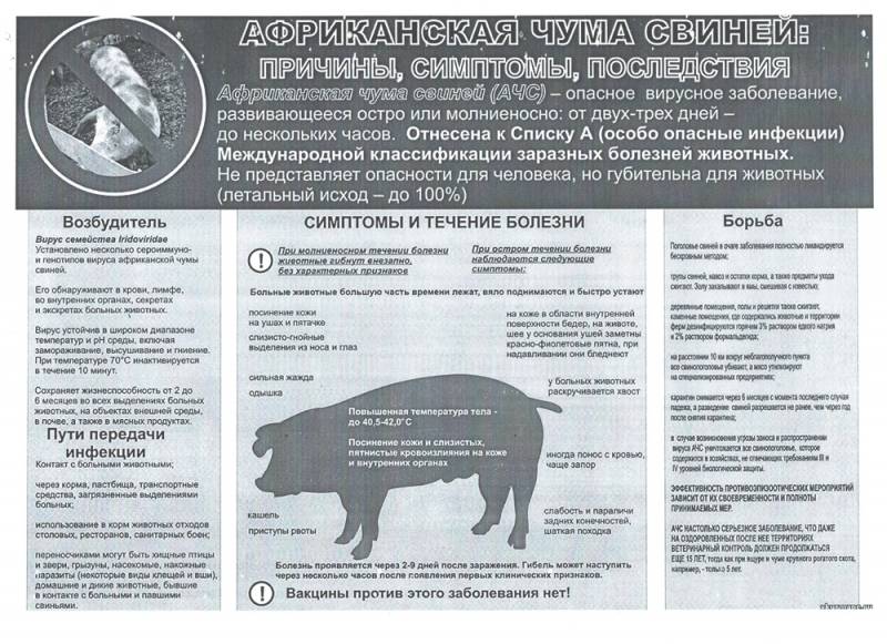 Реальная угроза: что такое африканская чума свиней и чем она опасна?