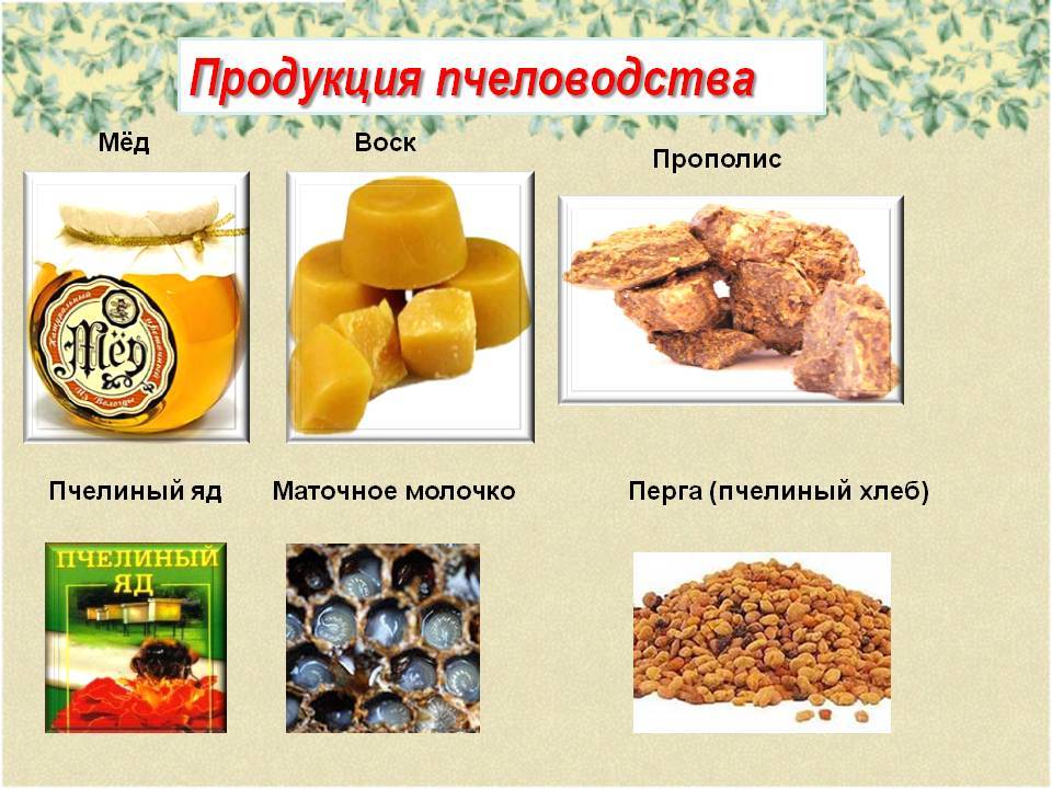Применение, состав и полезные свойства пчелиного воска