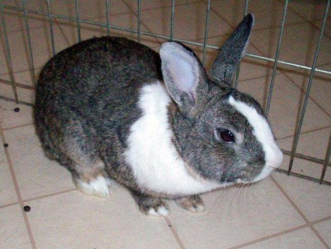 Какой кличкой назвать кролика?