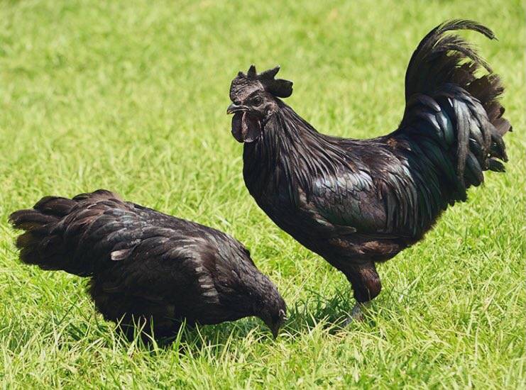 Московская черная порода кур: характеристики, описание и фото, особенности содержания и ухода