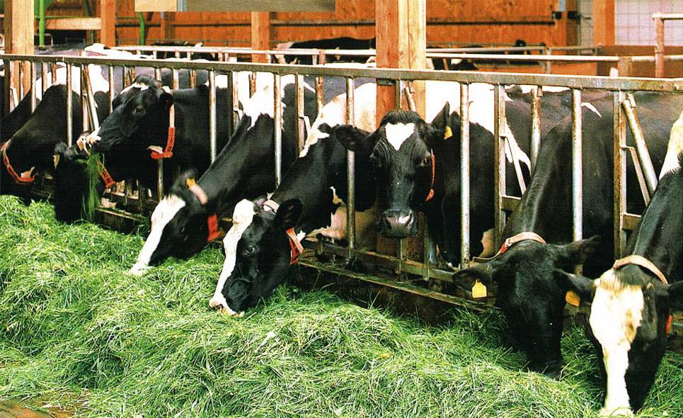 Скотоводство. крупный рогатый скот | мясная энциклопедия meatinfo.ru
