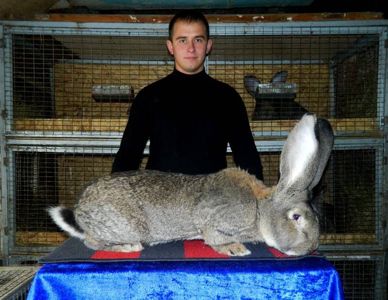 Особенности кроликов породы Фландр